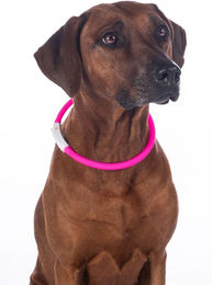 Produktbild von HKM LED Leuchthalsband für Hunde
