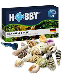 Hobby Sea Shells Set groß – Bild 1 von 6