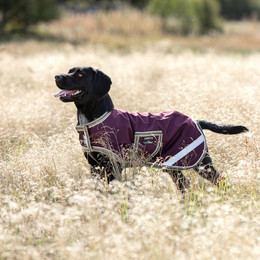 Produktbild von Horseware Amigo Dog Rug Ripstop 100g