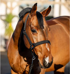 Produktbild von Horseware Amigo Halfter und Führstrick Set