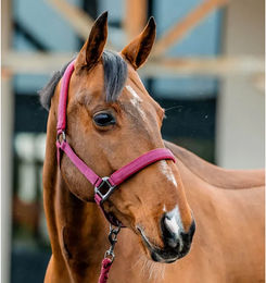 Produktbild von Horseware Amigo Halfter und Führstrick Set