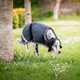 Produktbild von Horseware Amigo Hundedecke Ripstop 100g