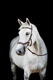 Produktbild von Horseware HW Micklem2 Multi Zaumzeug Warmblut Dark Havanna - 1 Stk.
