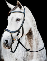 Produktbild von Horseware Micklem II Multi Bridle