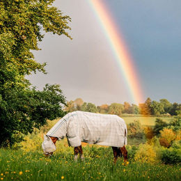 Horseware Newmarket Fliegenmaske für Pferde - 1 Stk. – Bild 1 von 5