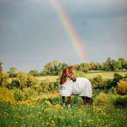 Produktbild von Horseware Newmarket Fly Sheet