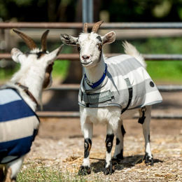 Produktbild von Horseware Newmarket Goat Fleece