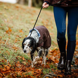 Produktbild von Horseware Newmarket Heritage Dog Coat