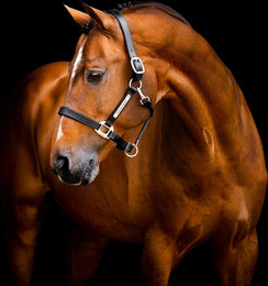 Produktbild von Horseware® Signature Lederhalfter