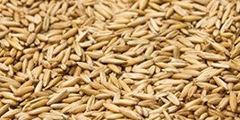 Produktbild von Höveler Skandi Hafer 25 kg