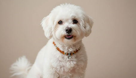 Produktbild von Hunde Bernsteinkette Edelsteinmix mit Herzchen 27cm Länge