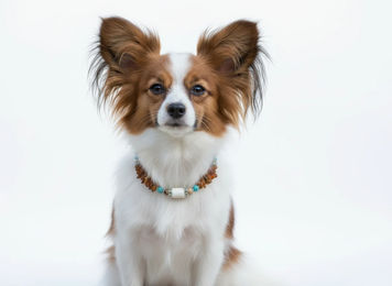 Produktbild von Hunde Bernsteinkette EM-Kera Pipe Howlith mit Landschaftsjaspis Länge 24cm