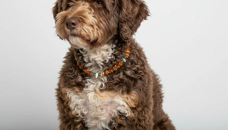 Produktbild von Hunde Bernsteinkette mit Aventurin und Muscheln Länge 37cm