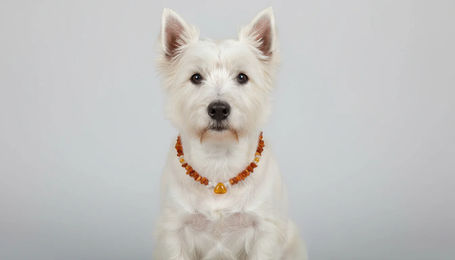 Produktbild von Hunde Bernsteinkette mit Jade Länge 33cm