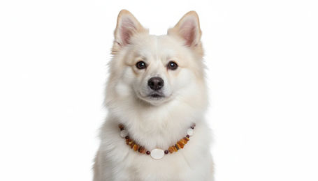 Produktbild von Hunde Bernsteinkette mit Jaspis und Muscheln Länge 39cm