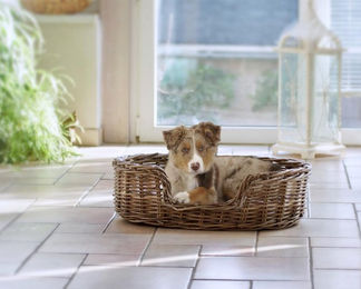 Produktbild von Hunde Heimtierbett Strolchi L