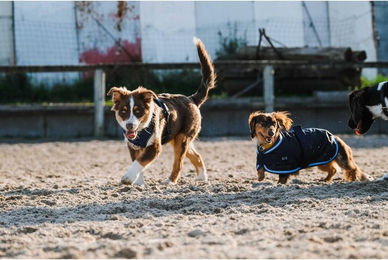 Produktbild von Hundedecke Riding World 600D