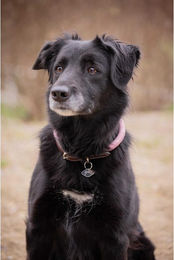 Produktbild von Hundehalsband Pénélope Billie