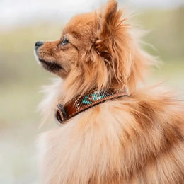 Produktbild von Hundehalsband Pénélope Pearl