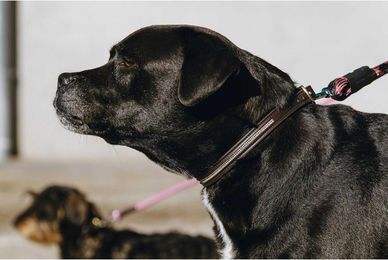 Produktbild von Hundehalsband und Leine Equithème Max