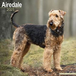 Produktbild von Hundekalender 2025 Airedale Terrier, Maße: ca. 30,5 x 30,5 cm
