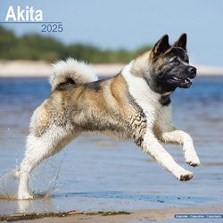 Produktbild von Hundekalender 2025 Akita, Maße: ca. 30,5 x 30,5 cm