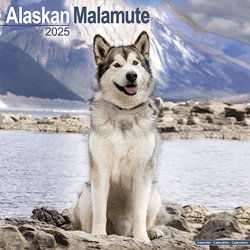 Produktbild von Hundekalender 2025 Alaska Malamute, Maße: ca. 30,5 x 30,5 cm