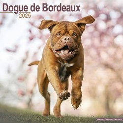 Produktbild von Hundekalender 2025 Bordeaux Dogge, Maße: ca. 30,5 x 30,5 cm