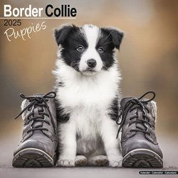 Produktbild von Hundekalender 2025 Border Collie Welpen