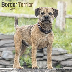 Produktbild von Hundekalender 2025 Border Terrier, Maße: ca. 30,5 x 30,5 cm