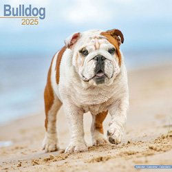 Produktbild von Hundekalender 2025 Bulldogge, Maße: ca. 30,5 x 30,5 cm