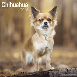 Produktbild von Hundekalender 2025 Chihuahua