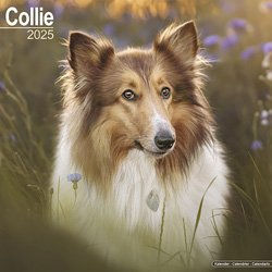 Produktbild von Hundekalender 2025 Collie, Maße: ca. 30,5 x 30,5 cm