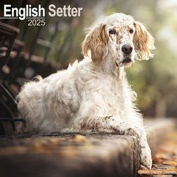 Produktbild von Hundekalender 2025 Englischer Setter, Maße: ca. 30,5 x 30,5 cm