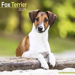 Produktbild von Hundekalender 2025 Fox Terrier, Maße: ca. 30,5 x 30,5 cm