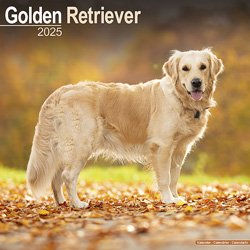 Produktbild von Hundekalender 2025 Golden Retriever, Maße: ca. 30,5 x 30,5 cm