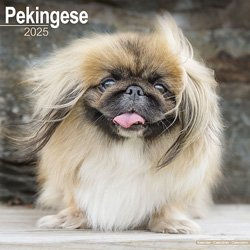 Produktbild von Hundekalender 2025 Pekinese, Maße: ca. 30,5 x 30,5 cm