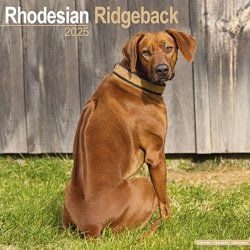 Produktbild von Hundekalender 2025 Rhodesian Ridgeback, Maße: ca. 30,5 x 30,5 cm