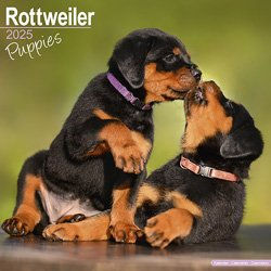 Produktbild von Hundekalender 2025 Rottweiler Welpen
