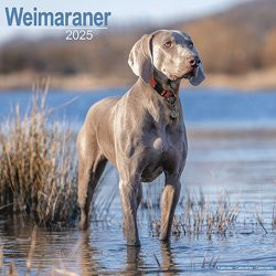 Produktbild von Hundekalender 2025 Weimaraner, Maße: ca. 30,5 x 30,5 cm