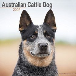 Produktbild von Hundekalender 2026 Australian Cattle Dog, Maße: ca. 30,5 x 30,5 cm