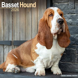 Produktbild von Hundekalender 2026 Basset, Maße: ca. 30,5 x 30,5 cm