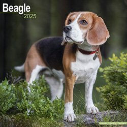 Hundekalender 2026 Beagle, Maße: ca. 30,5 x 30,5 cm – Bild 1 von 8
