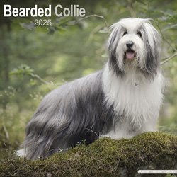Hundekalender 2026 Bearded Collie, Maße: ca. 30,5 x 30,5 cm – Bild 1 von 8