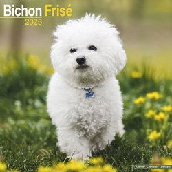 Hundekalender 2026 Bichon Frise, Maße: ca. 30,5 x 30,5 cm – Bild 1 von 8