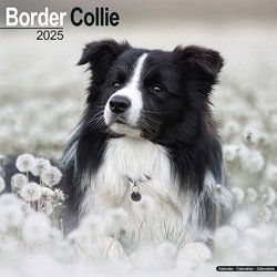 Hundekalender 2026 Border Collie, Maße: ca. 30,5 x 30,5 cm – Bild 1 von 8