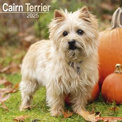 Produktbild von Hundekalender 2026 Cairn Terrier, Maße: ca. 30,5 x 30,5 cm