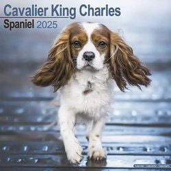 Hundekalender 2026 Cavalier King Charles, Maße: ca. 30,5 x 30,5 cm – Bild 1 von 7