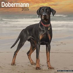 Produktbild von Hundekalender 2026 Dobermann, Maße: ca. 30,5 x 30,5 cm