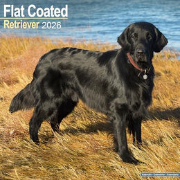 Produktbild von Hundekalender 2026 Flatcoated Retriever, Maße: ca. 30,5 x 30,5 cm